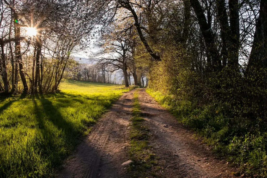 chemin forestier en Normandie au lever du soleil, ambiance slow tourisme apaisante