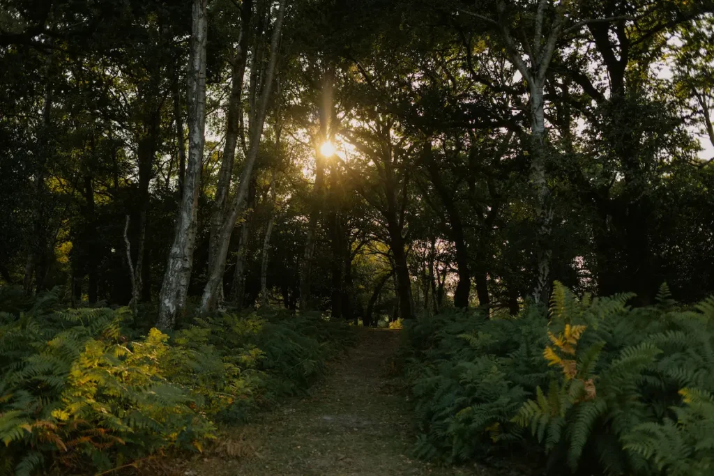 Chemin forestier au coucher du soleil — escapades slow en France avec Slow Évasion