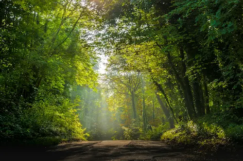 Chemin forestier baigné de lumière dans une hêtraie normande — escapade slow en Normandie éco-responsable