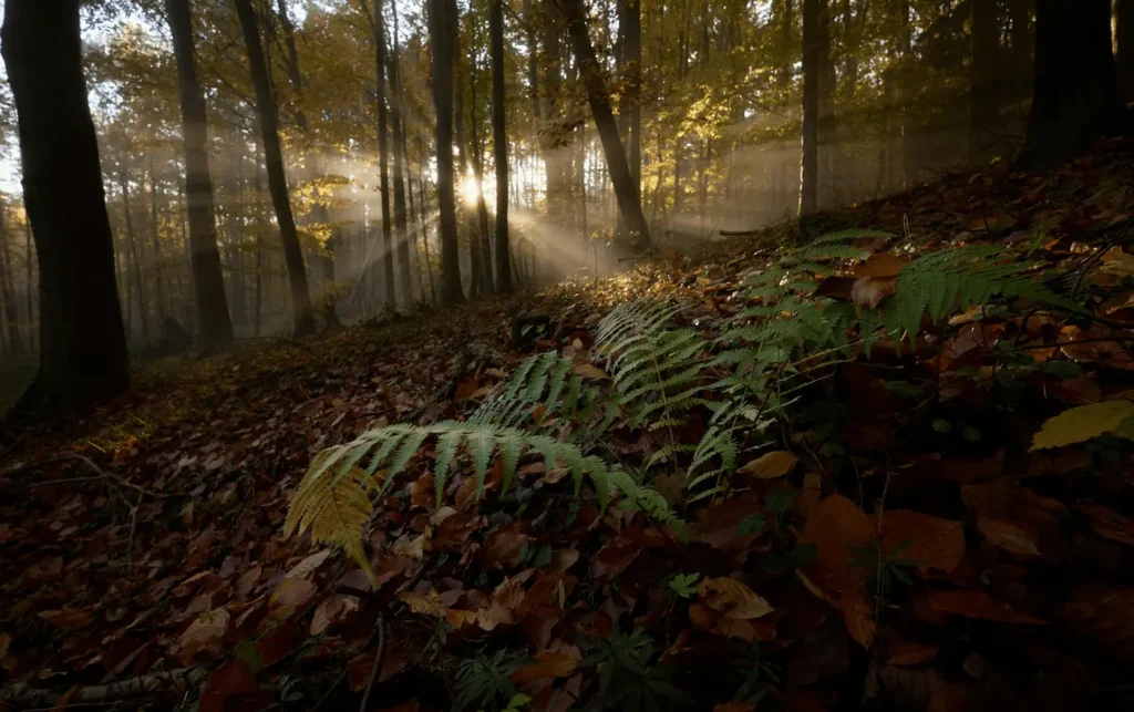 Forêt de Lyons en automne — escapade slow en Normandie éco-responsable